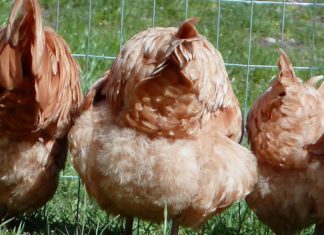 Inside Egypt’s Economic Crisis: The Devastating Human Cost and Hopeful Future