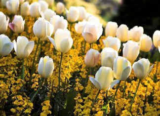 Unlocking the Perplexing Mystery of Spring Equinox: Exploring Its Cultural Significance and Technicalities in 2023